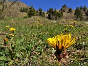 12 Taraxacum officinale (Tarassaco comune)